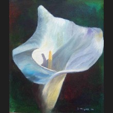 Peace Lily